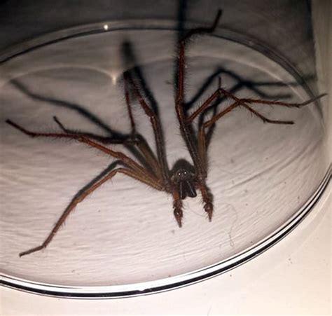 Male Giant House Spider Uk - Images For Life