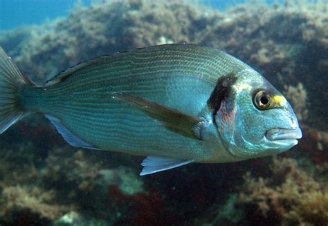 Дорада, или золотистый спар (Sparus aurata) – adriaticnature