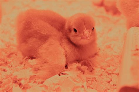 Baby Peeps Arrived Downeast Thunder Farm