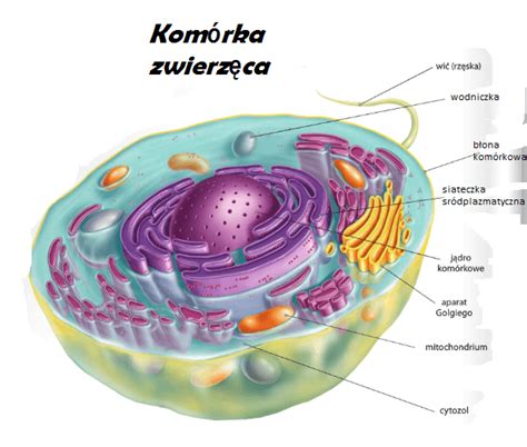 Budowa komórki 5th - 8th Grade Quiz | Quizizz