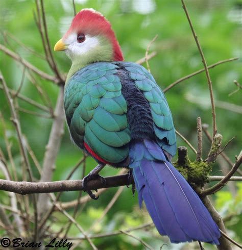 The red-crested turaco (Tauraco erythrolophus) Nature Birds, Birds 2, Pet Birds, Big Bird ...