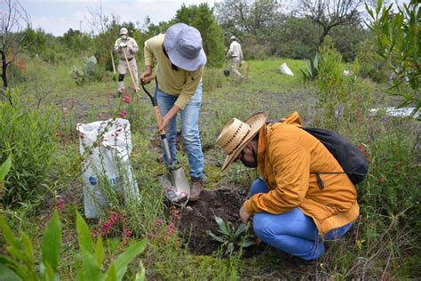 Alcald A Tlalpan Inicia Reforestaci N En Suelo De Conservaci N Del