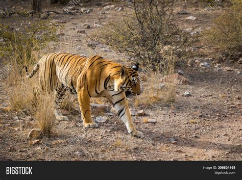 Royal Bengal Male Image & Photo (Free Trial) | Bigstock