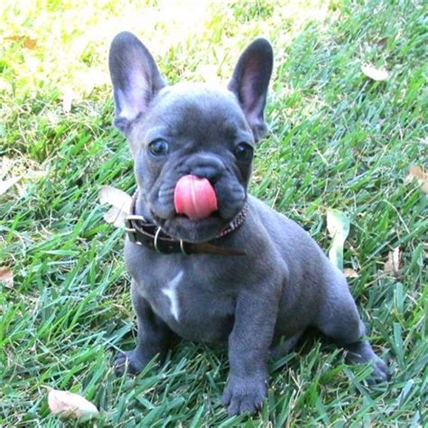 Rare Blue French Bulldog Puppies For Sale Zoe Fans Blog Cute Baby