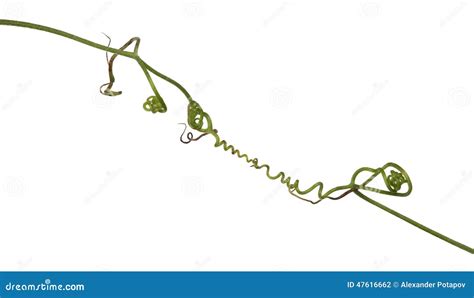 Усики гороха (много фото) - treepics.ru