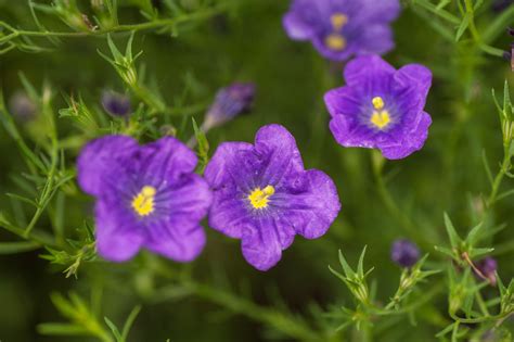 How to Grow and Care for Nierembergia (Cupflower)