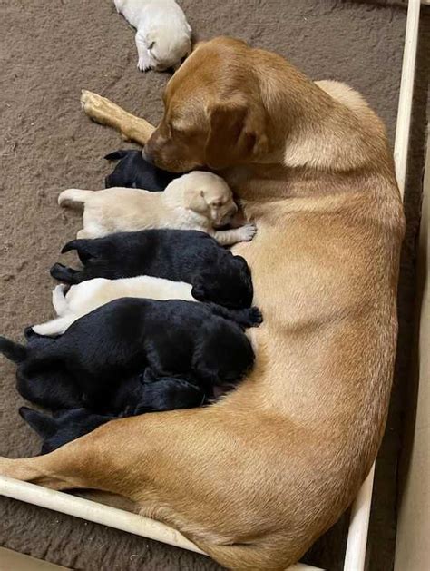 Kennel Club Registered Labrador Puppies For Sale In Launceston Cornwall