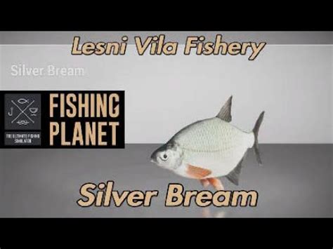 Fishing Planet Silver Bream Lesni Vila Fishery Youtube