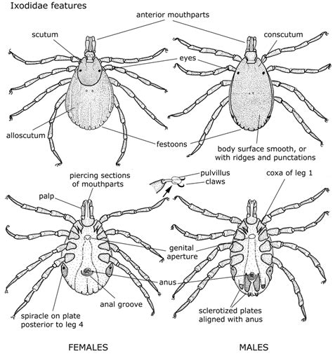 Anatomy Of A Tick