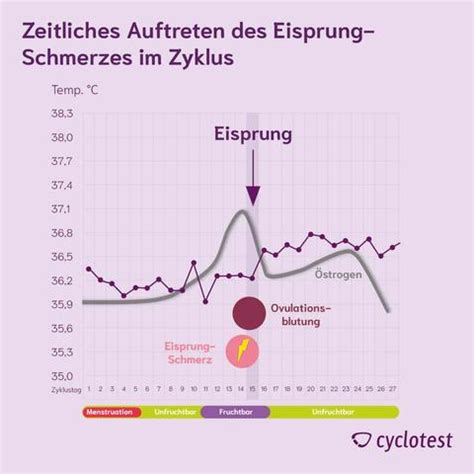 Mittelschmerz Wann Ist Der Eisprung Sieu Thi Do Noi That