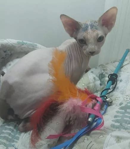 Gato Sphynx Sin Pelo Cachorro Esfinge Egipcio Pelado En Venta En