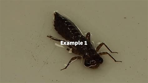 Envs Virtual Lab Macroinvertebrates Youtube