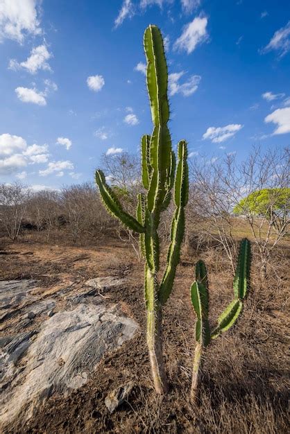 Cacto mandacaru cacto nativo do sertão da paraíba brasil Foto Premium