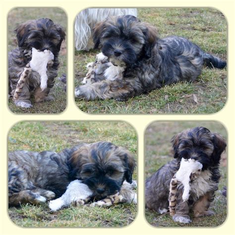 Petits moyens et grands Elevage de bichons à la vie est belle Suisse