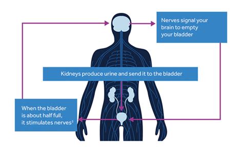 Interstim Therapy For Bladder Control