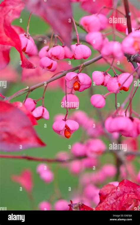 Spindle Tree Euonymus Hamiltonianus Indian Summer Stock Photo Alamy