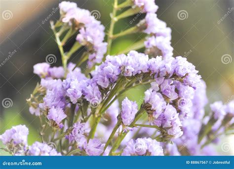 Statice Flower Bouquet in the Vase , Statice Flower Stock Image - Image of close, branch: 88867567