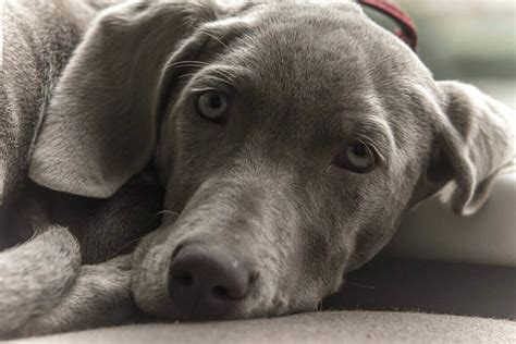 Blue Labrador All You Need To Know About The Blue Labrador Retriever