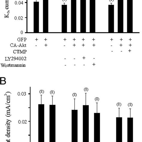 Overexpression Of A Constitutively Active Form Of Akt CA Akt