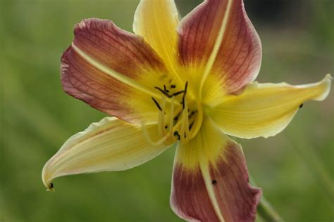 HEMEROCALLIS Cleo Spider Daylily Woottens Plant Nursery