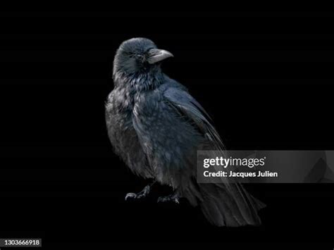 295 Black Crow Bird Stock Photos High Res Pictures And Images Getty