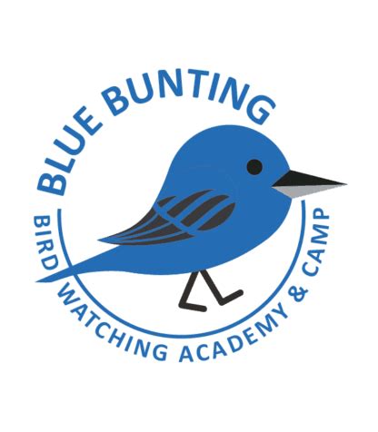 Blue Bunting - Bird Watching Academy