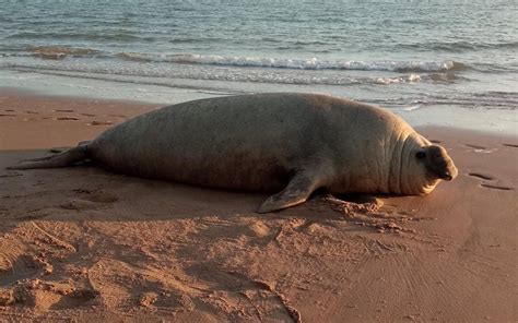 Por primera vez se observó un elefante marino en el Golfo de Santa