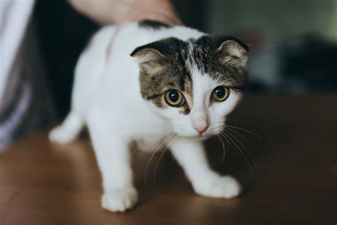 人馴れしていない猫がよくする仕草や行動3つ ねこちゃんホンポ