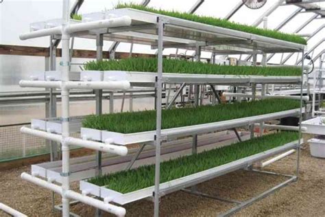 What Is Hydroponic Fodder Explained Basic Agricultural Study