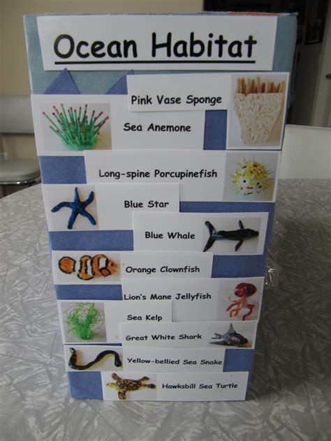 Open Ocean Diorama - Animal descriptions | Ocean habitat, Shoe box diorama, School projects