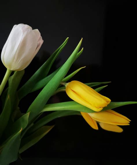 White And Yellow Tulips · Free Stock Photo