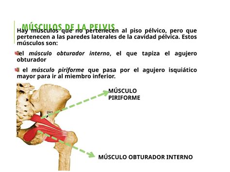 Piso Pelvico Anatomia Caracteristicas Pptx Ppt Descarga Gratuita