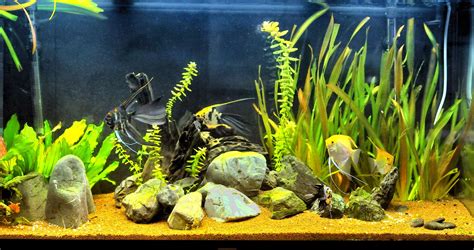 Freshwater Angelfish Tank Mates