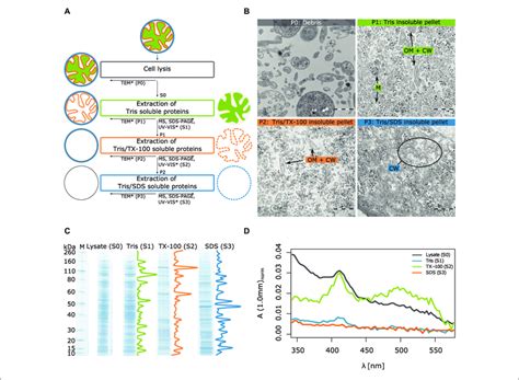 Illustration Of Workflow For Subcellular Fractionation By