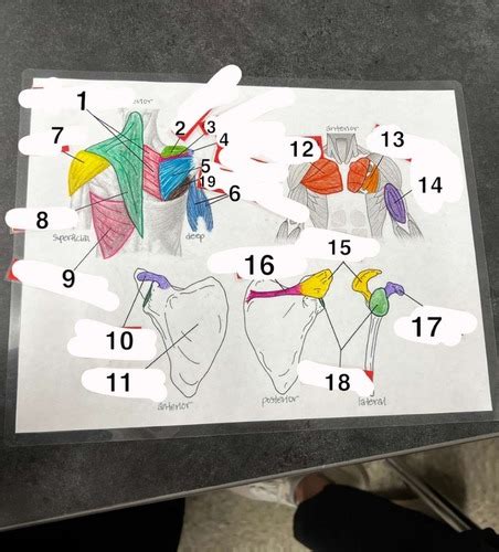 Anatomy Shoulder Flashcards Quizlet