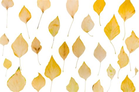 Birch Leaf Texture Psd High Quality Free Psd Templates For Download