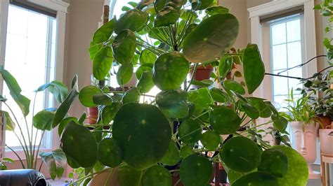 How To Repot Chinese Money Plant Pilea Peperomioides In Time For