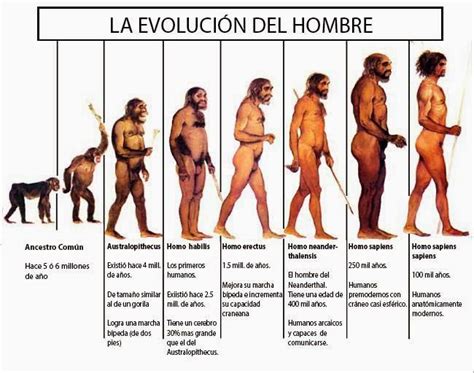 Alexandramachado EvoluciÓn Del Hombre Evolucion Del Hombre Evolución Humana La Prehistoria