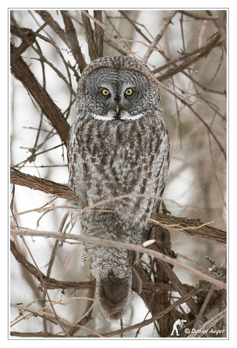 Chouette lapone Great Gray Owl Parc national des Îles de Flickr