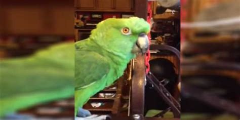 Mom Teaches Her Parrot to Sing Country Classic, His Rendition Has the Internet in Stitches