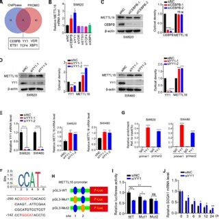 Yy Transcriptionally Regulates Mettl Expression In Crc Cells A Venn