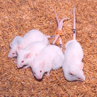 Biparous Heterozygous NIH Nude Females Showing Mammary Tumors