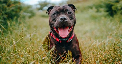 Quelles Sont Les Caract Ristiques Du Staffordshire Bull Terrier Marie