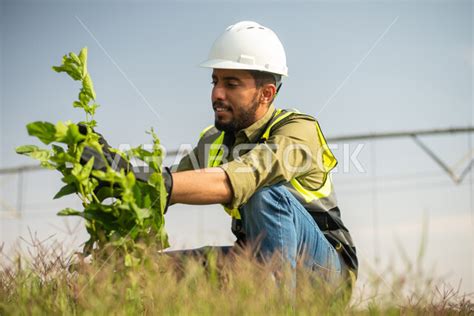 صورة مقربة لمهندس زراعي عربي خليجي سعودي يقوم بفحص المحاصيل والنباتات