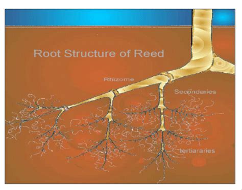 Phragmites Australis Roots