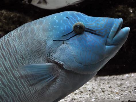 Fun Humphead Wrasse Facts For Kids Kidadl