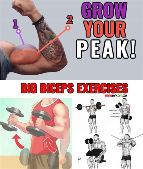 Which Builds Bigger Biceps