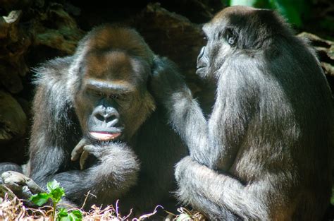 Western lowland gorilla behavior - cajulu