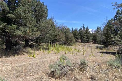 Unit 1 Lot 99 Lake Shastina Dr Weed Ca 96094 Mls 20240761 Redfin