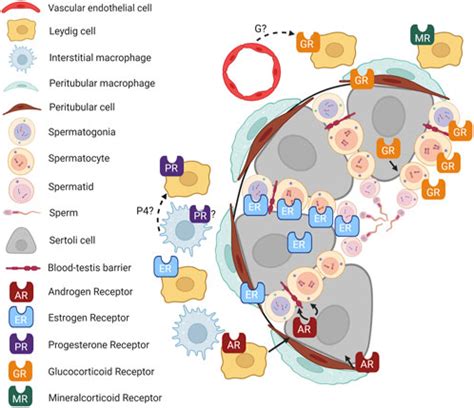 Frontiers Steroid Hormone Signaling Multifaceted Support Of